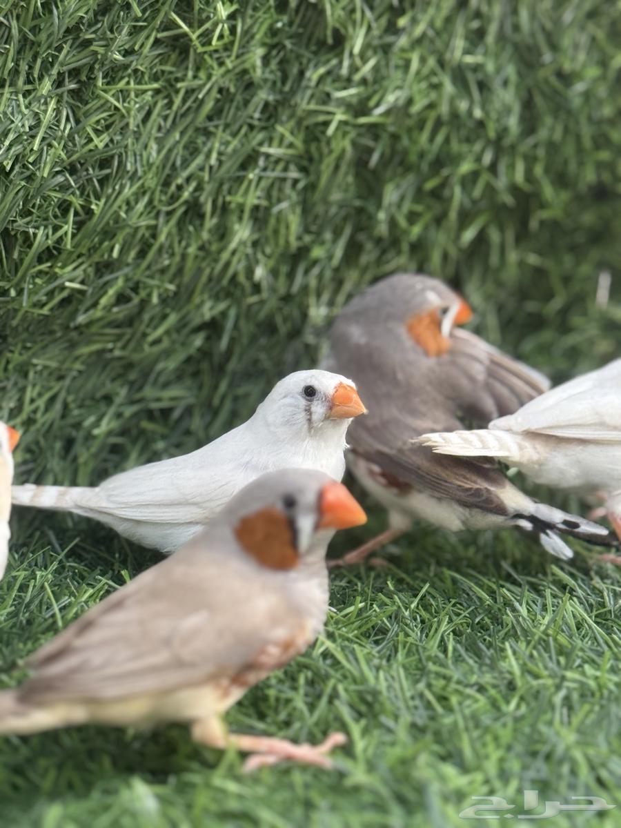 للبيع زيبرا64494194421379112