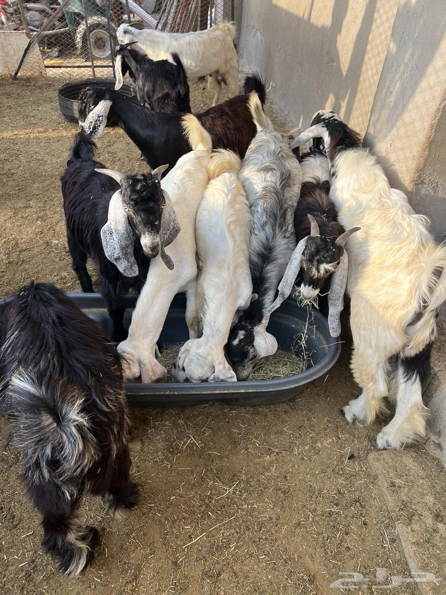 Tios64489406137475113