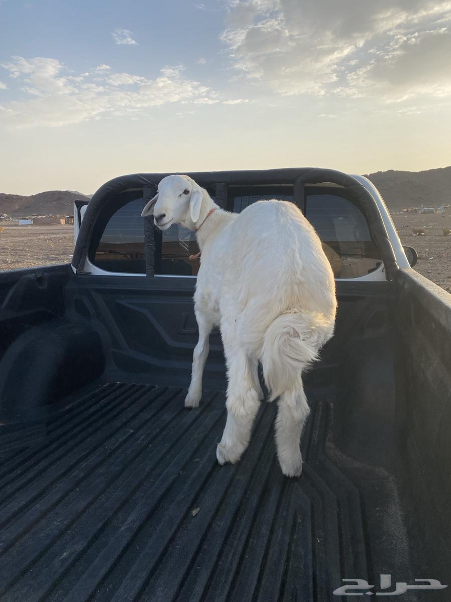 Gabr Lamb64487608998785110