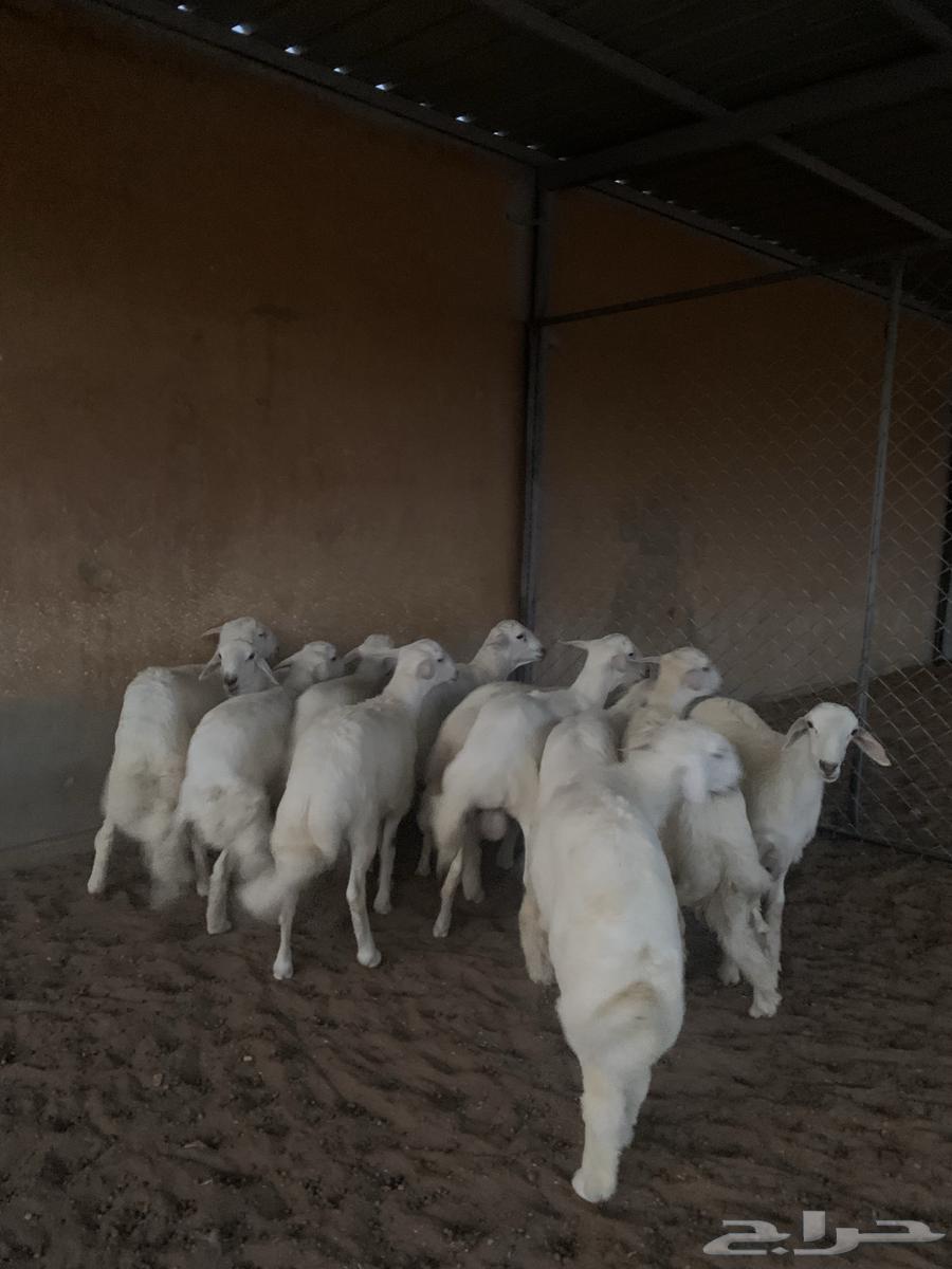 Luxury freedom lambs, back, side, and wool64488947990531114