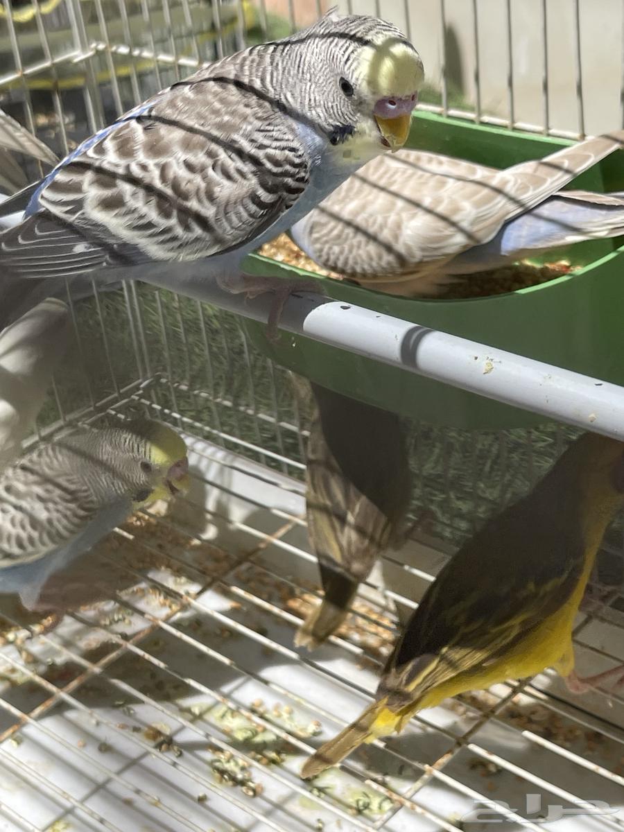 توفرت من جديد طيور حب 2 ب 75 (تم البيع)64488449557377114