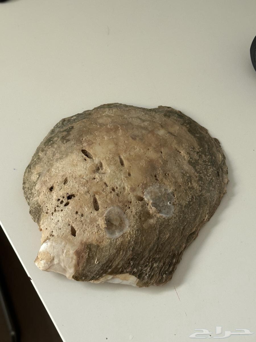 Shell artifact64486771630081110