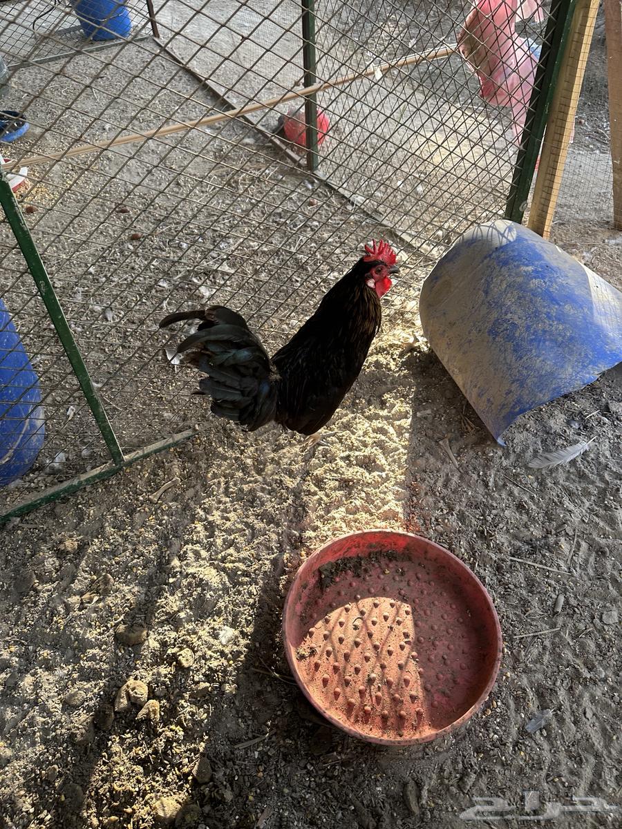 Chicken64487581452034114