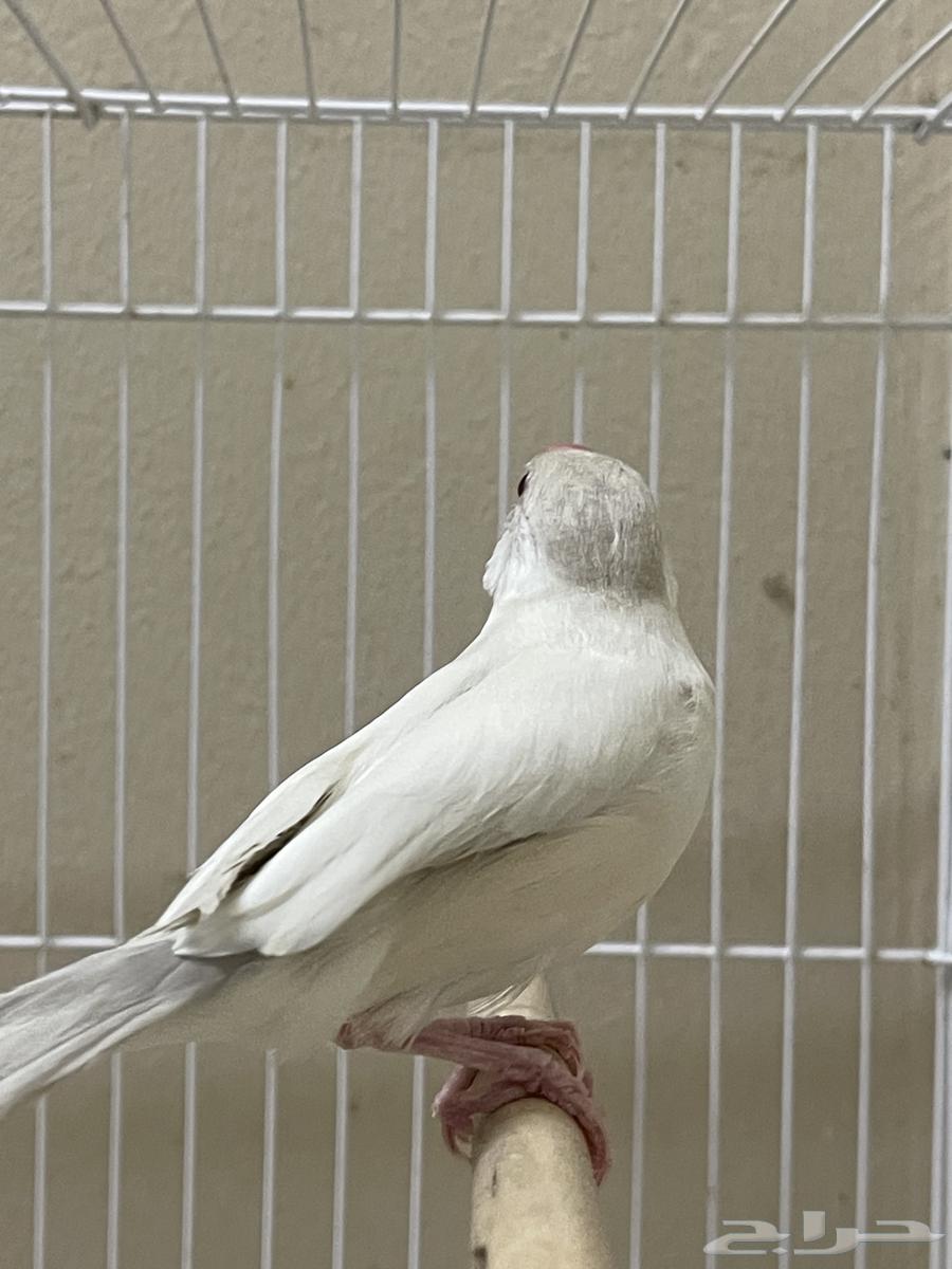 Java Dilaut female (Sold)64493423745539111