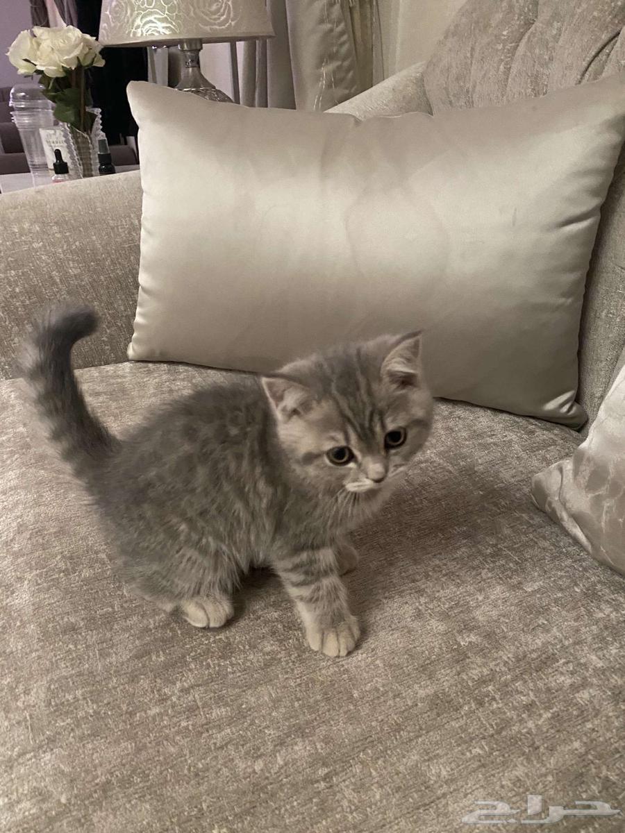 Scottish Fold kitten for sale 450 with accessories64494373205635110