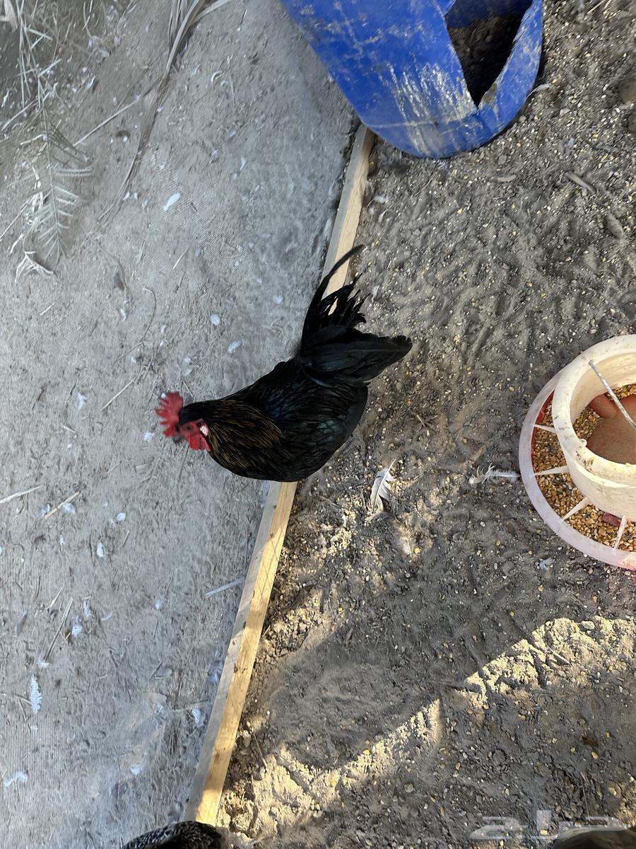 Chicken64487581452034110