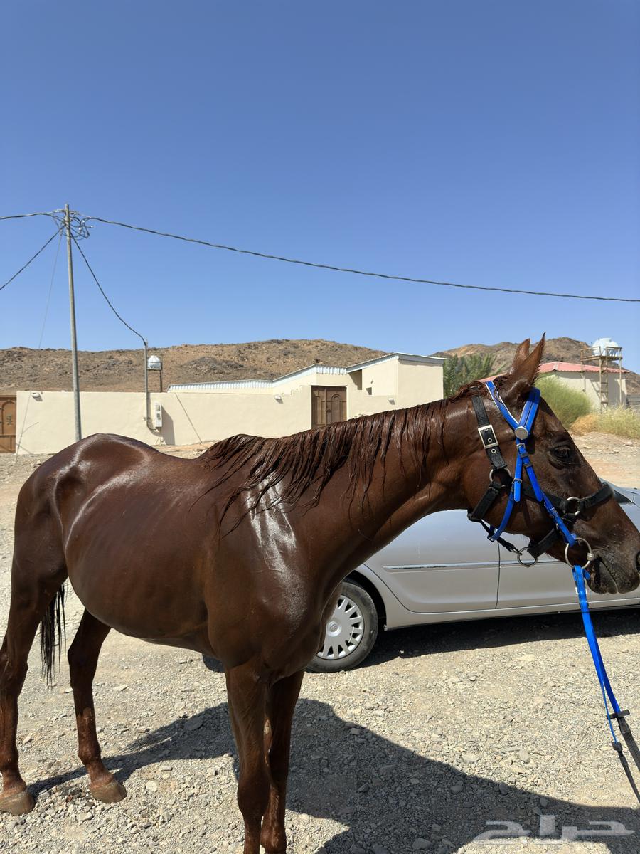 فرس انقليزيه للبيع معها أوراق64492907678722111