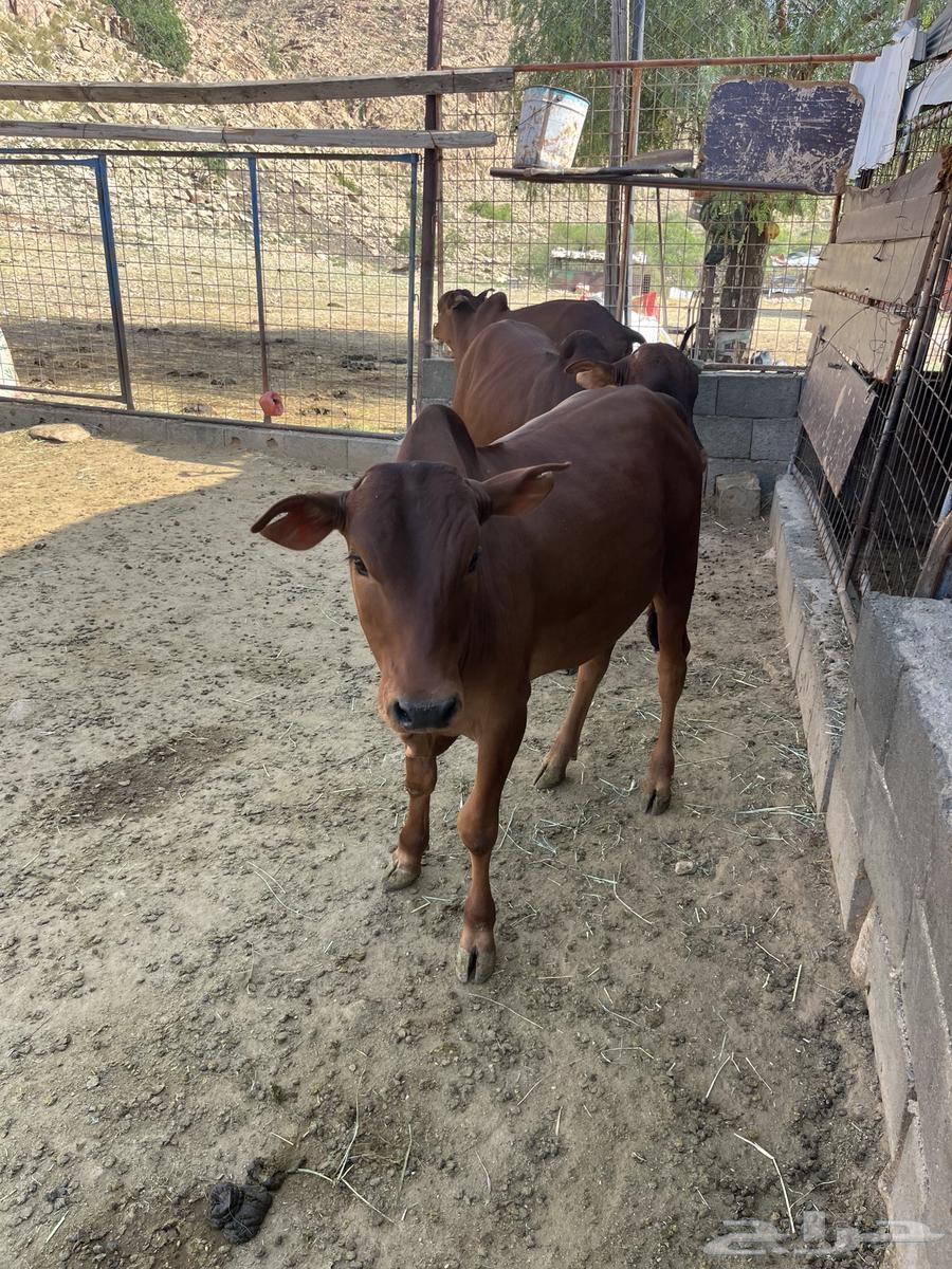 حسلان بلدي64487650050307111