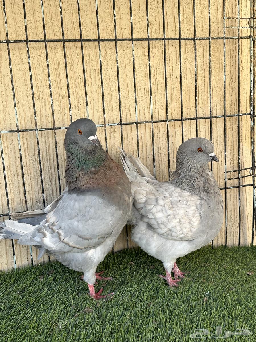 حمام كنق جوز منتج مع فرخه نوادر ماشاءالله. للبيع64490605102209111