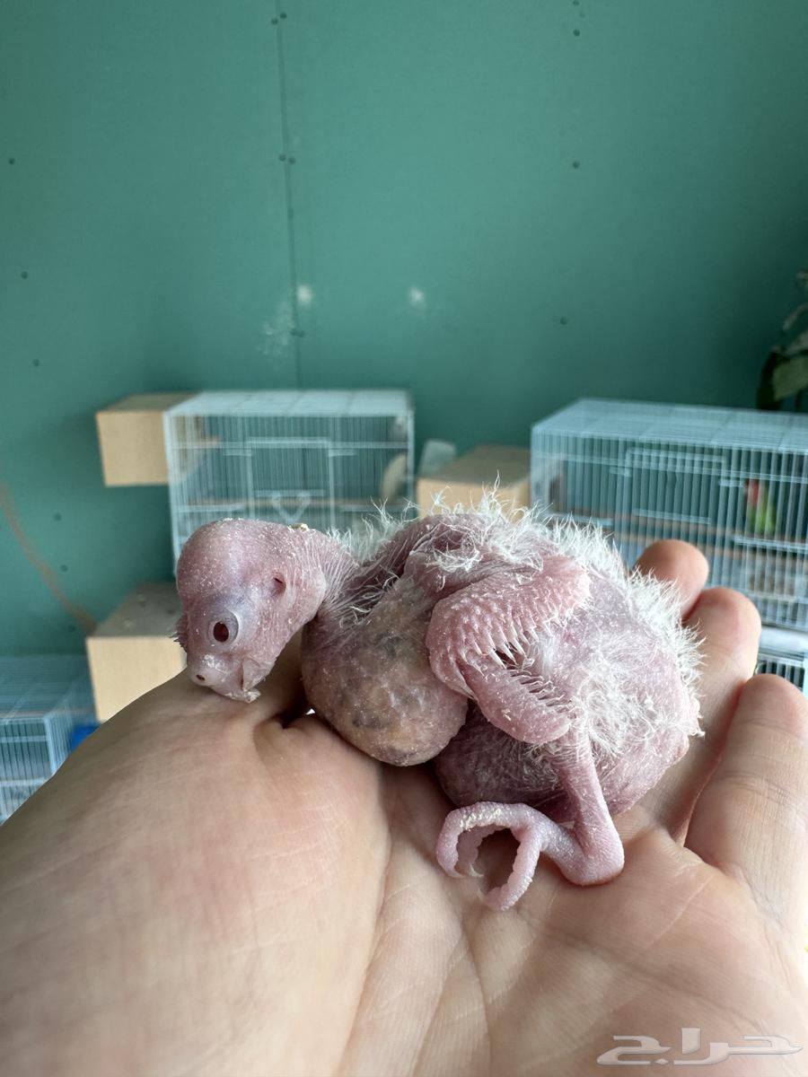 تم البيع64487760230017113