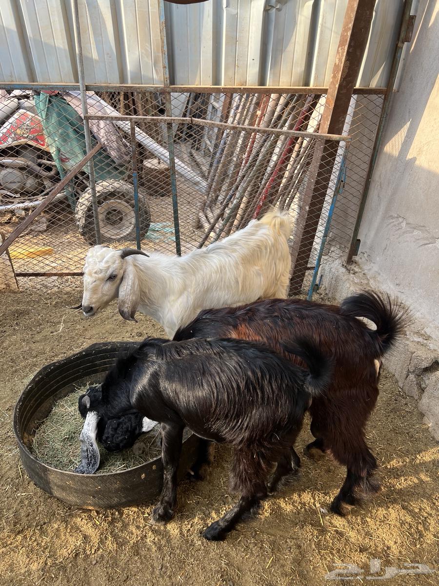 Tios64489406137475111