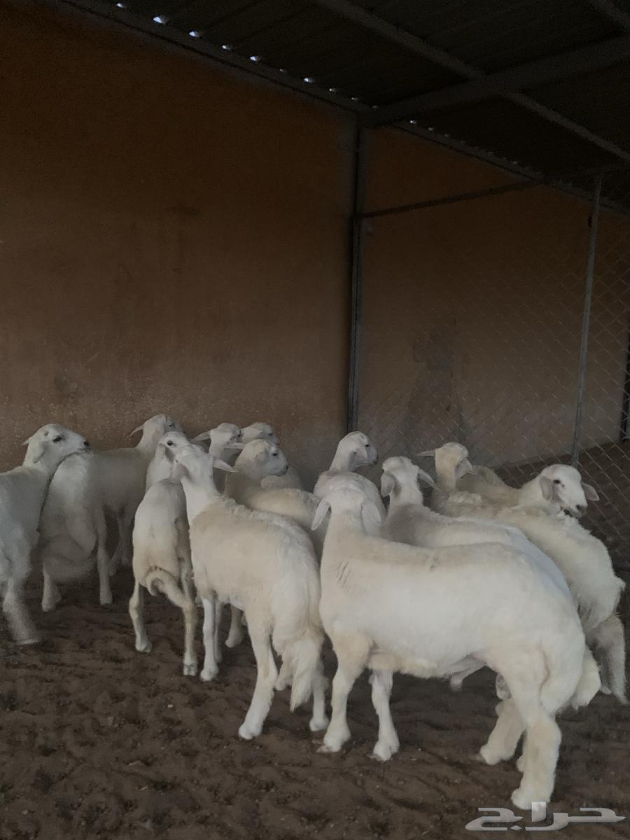 Luxury freedom lambs, back, side, and wool64488947990531112
