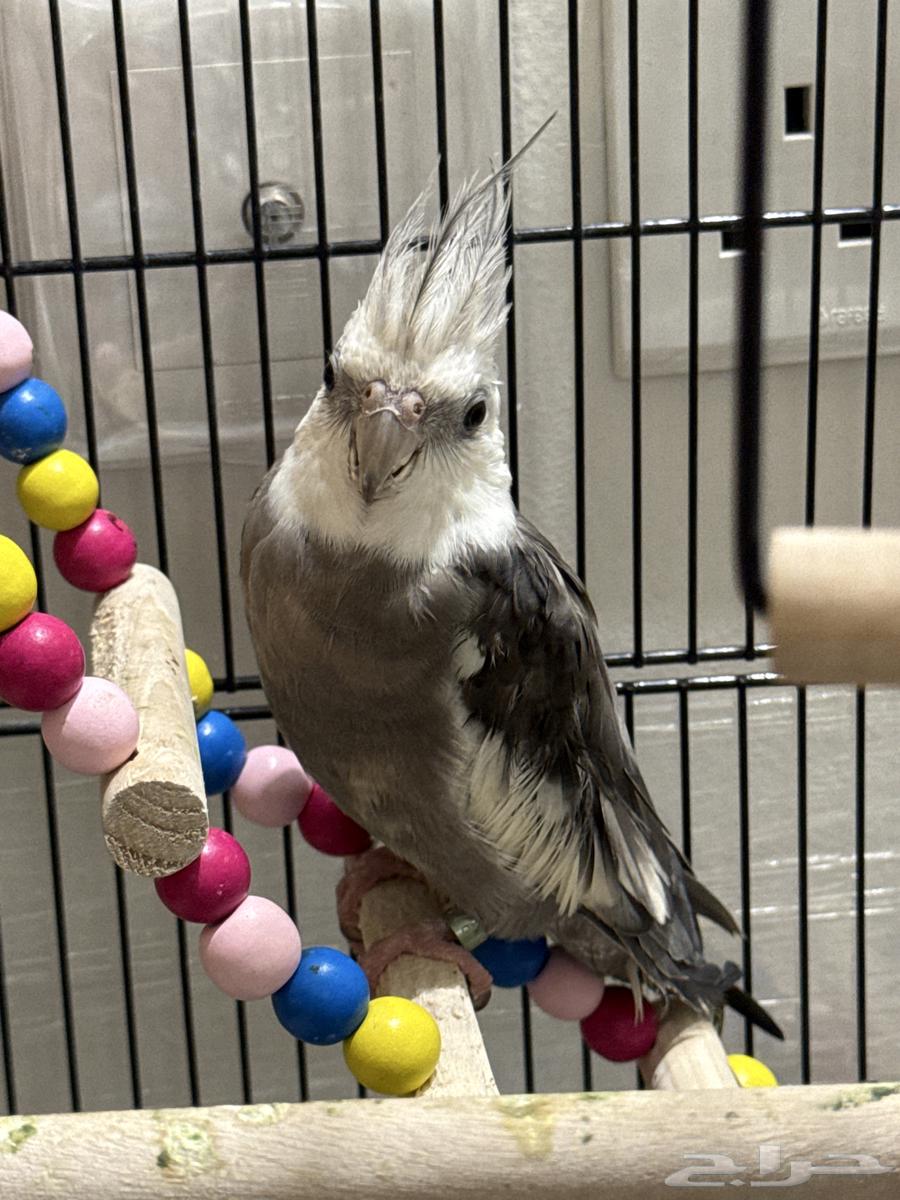 للبيع ببغاء كراوان64494332164226111