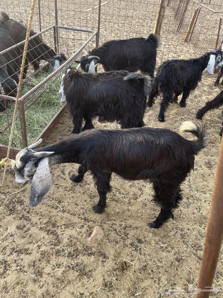 Tios Awared Refrigerator (Makhasi)64493464426755113