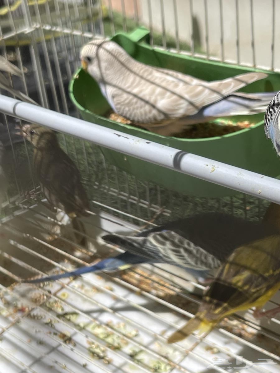 توفرت من جديد طيور حب 2 ب 75 (تم البيع)64488449557377112