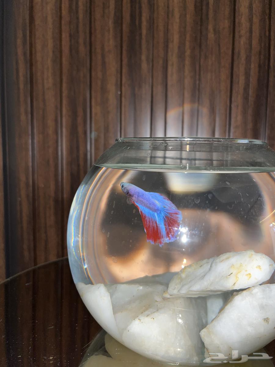 سمكة زينه (فايترا) للبيع مع ملحقاتها64494236076163113