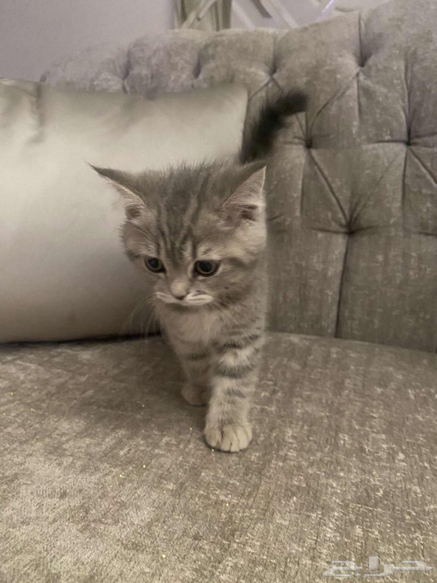 Scottish Fold kitten for sale 450 with accessories64494373205635113