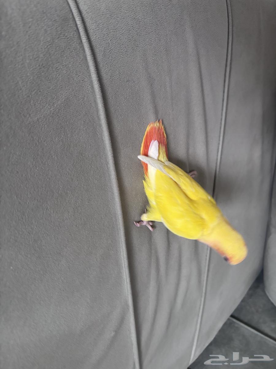 طير روز رد فيس64490468496898112