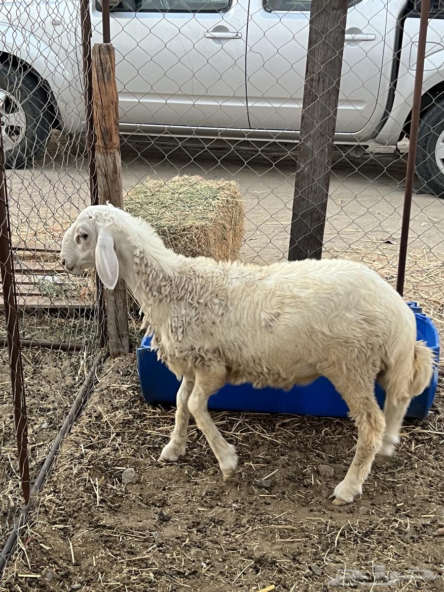 طلي حرى ( تم البيع )64487622715010111