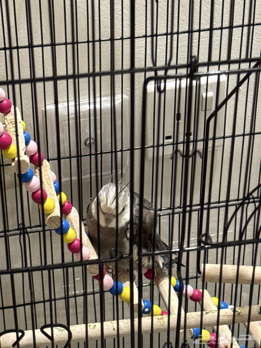 للبيع ببغاء كراوان64494332164226110