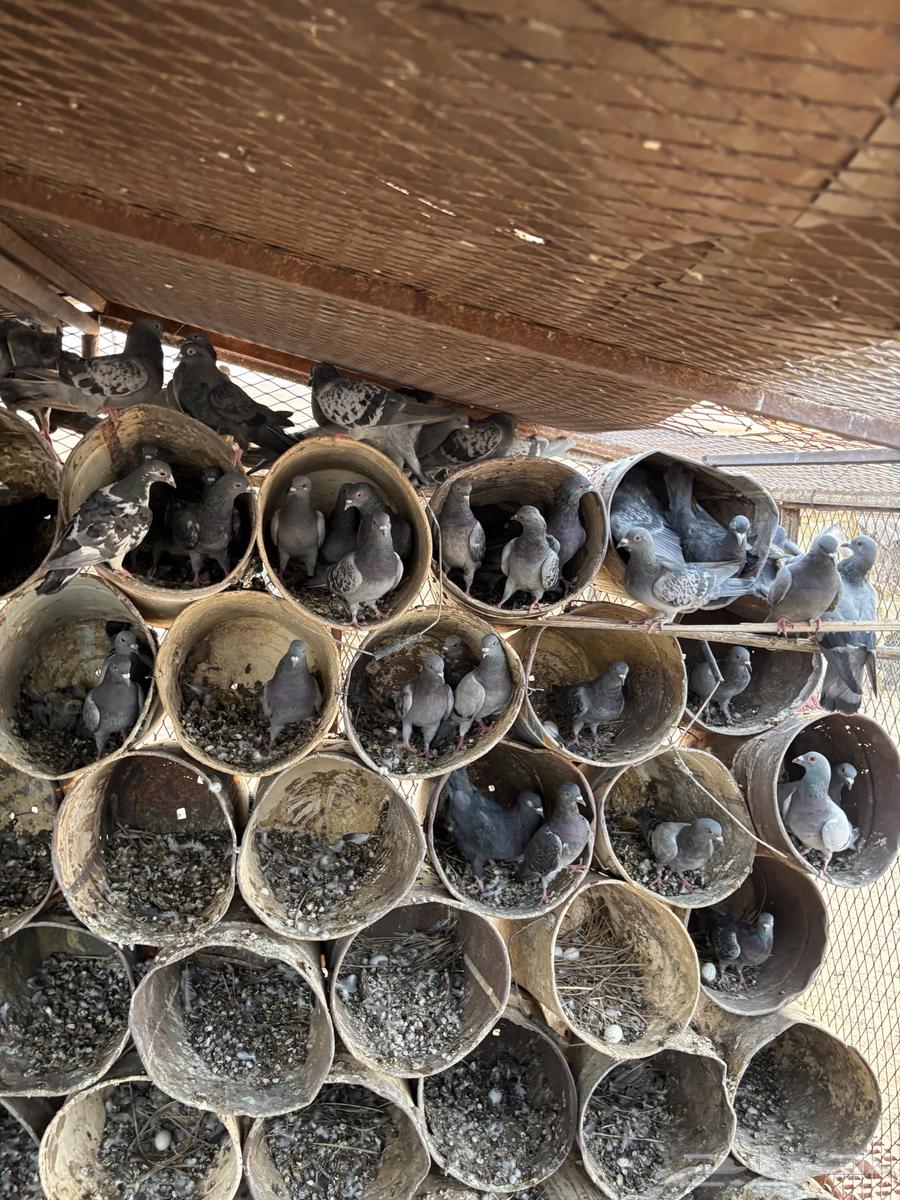 للبيع حمام زاجل64492054088833113