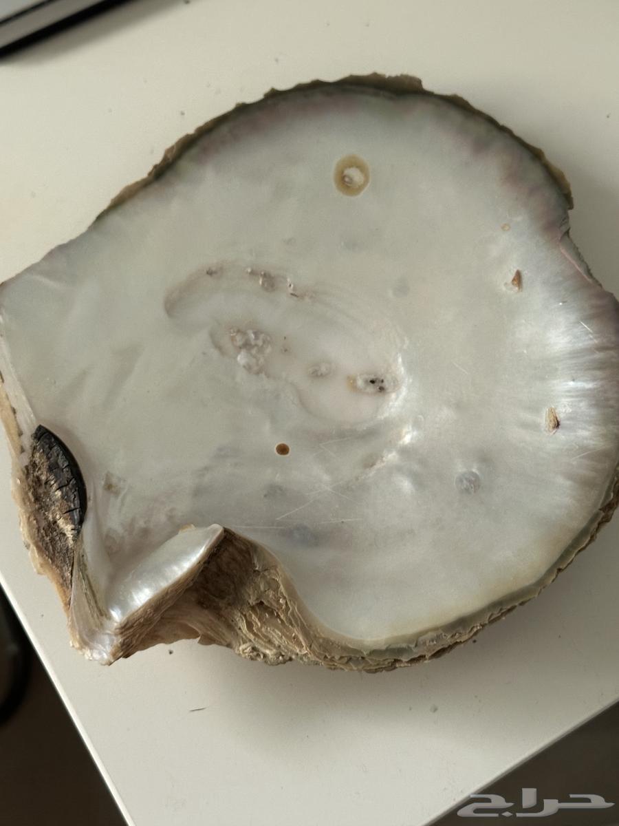 Shell artifact64486771630081112