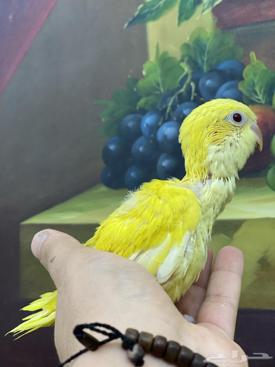 Farkh Quaker64486716425089110