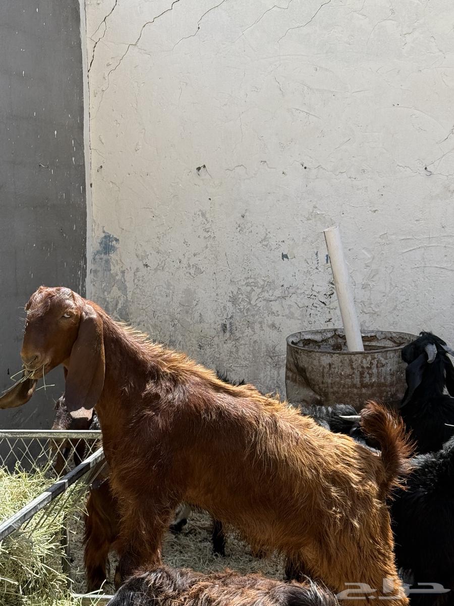 للبيع تيوس العدد 264488989759490112