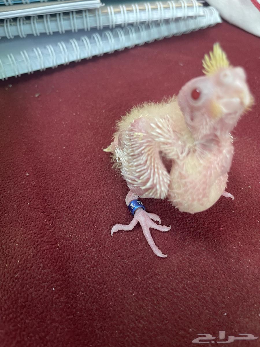 فرخ كروان لاتينو تم البيع64491320104322113