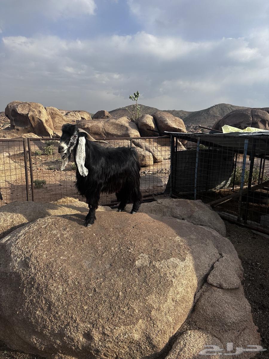 Ram for sale, stud ram64491306941185112