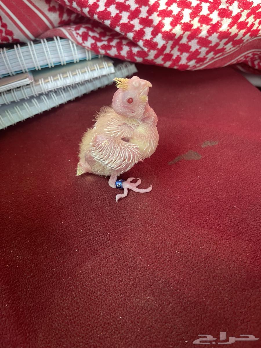 فرخ كروان لاتينو تم البيع64491320104322111