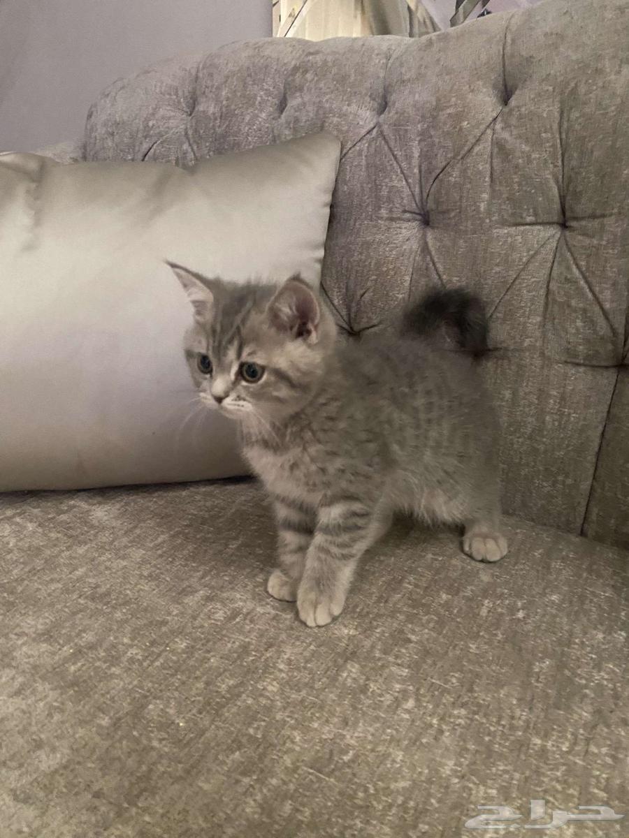 Scottish Fold kitten for sale 450 with accessories64494373205635112
