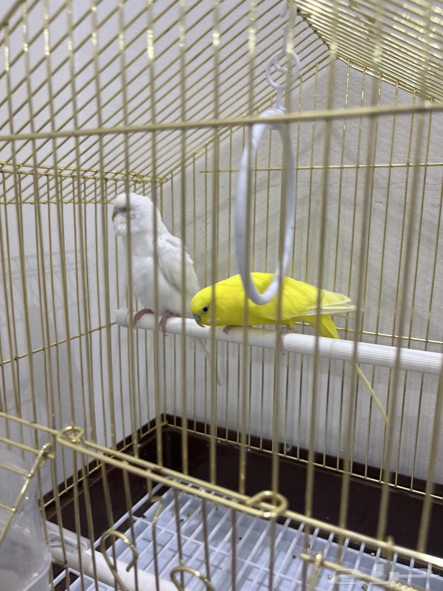 طيور الحب كناري64490096172419111