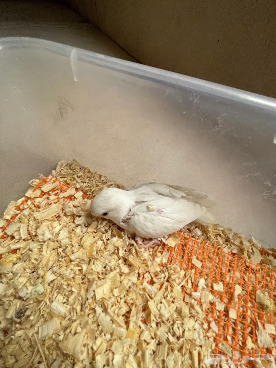 فرخ روز تم البيع64490980171905111