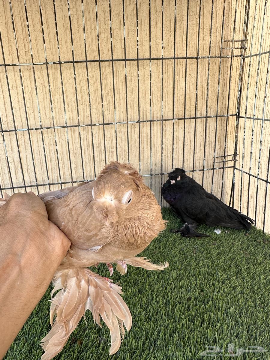 حمام اوزبك جوز منتج من المستويات القوية. للبيع64487952066307111