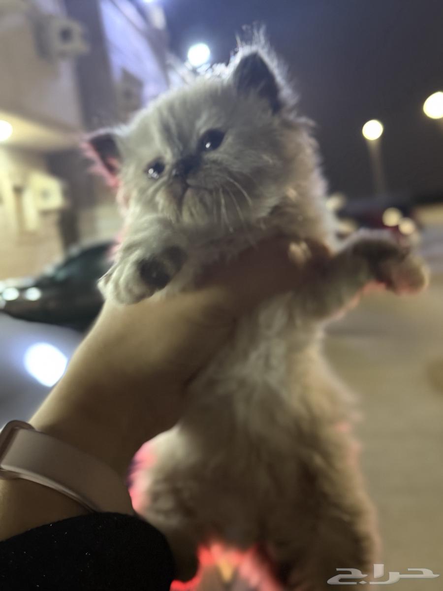 قطط بيرشن وهيمالايا64494855137155110