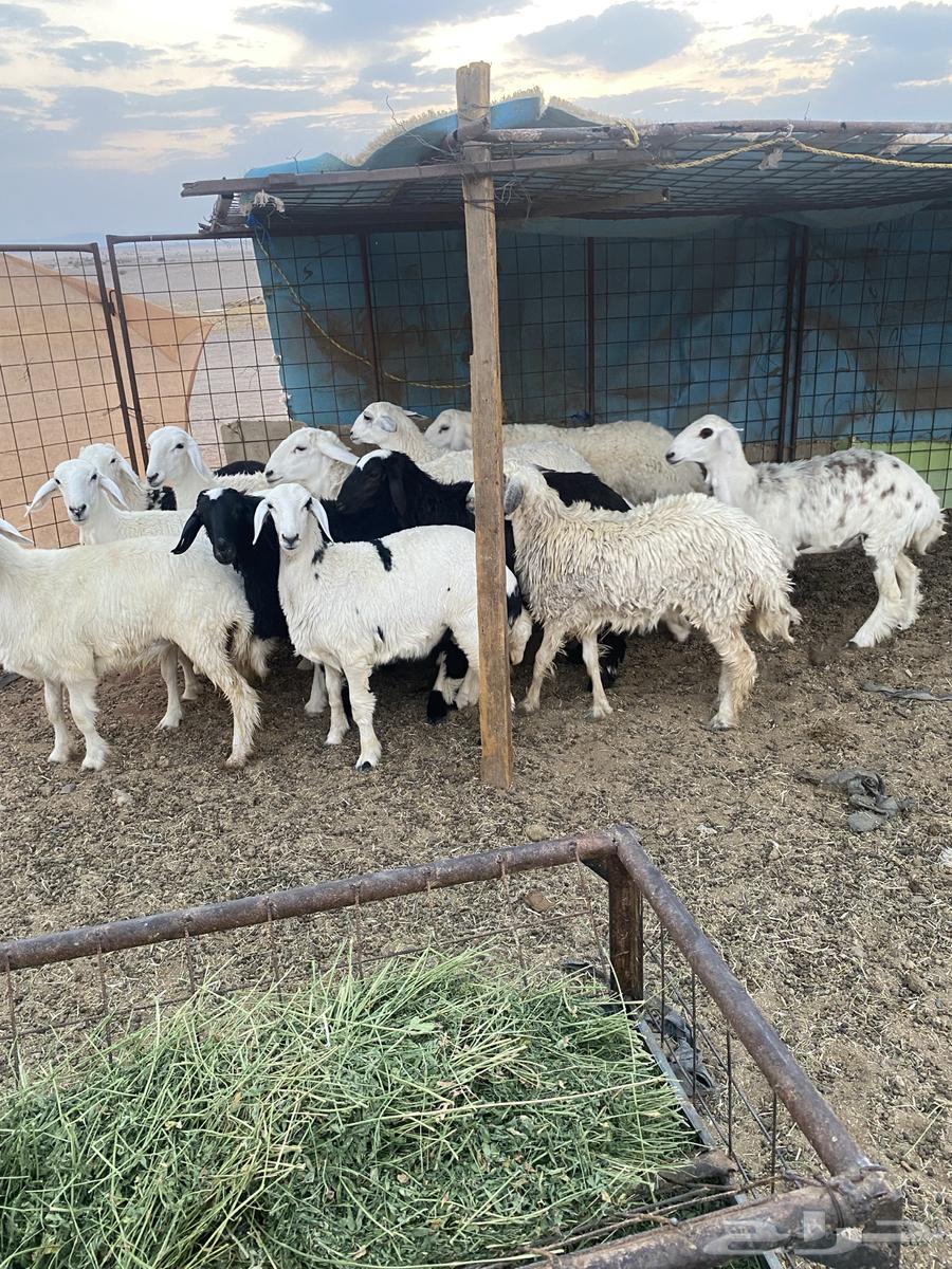 رخال مقنوي جاهزه للفحل العدد 13 العمره 7شهور64492813222147114