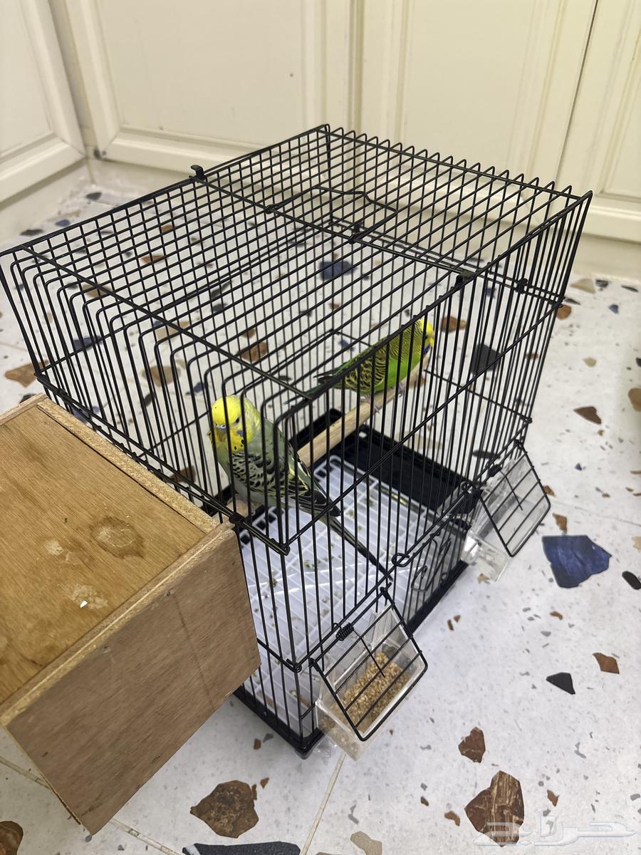 زوج بادجي الوان جميله ماشاء الله64488021148033111