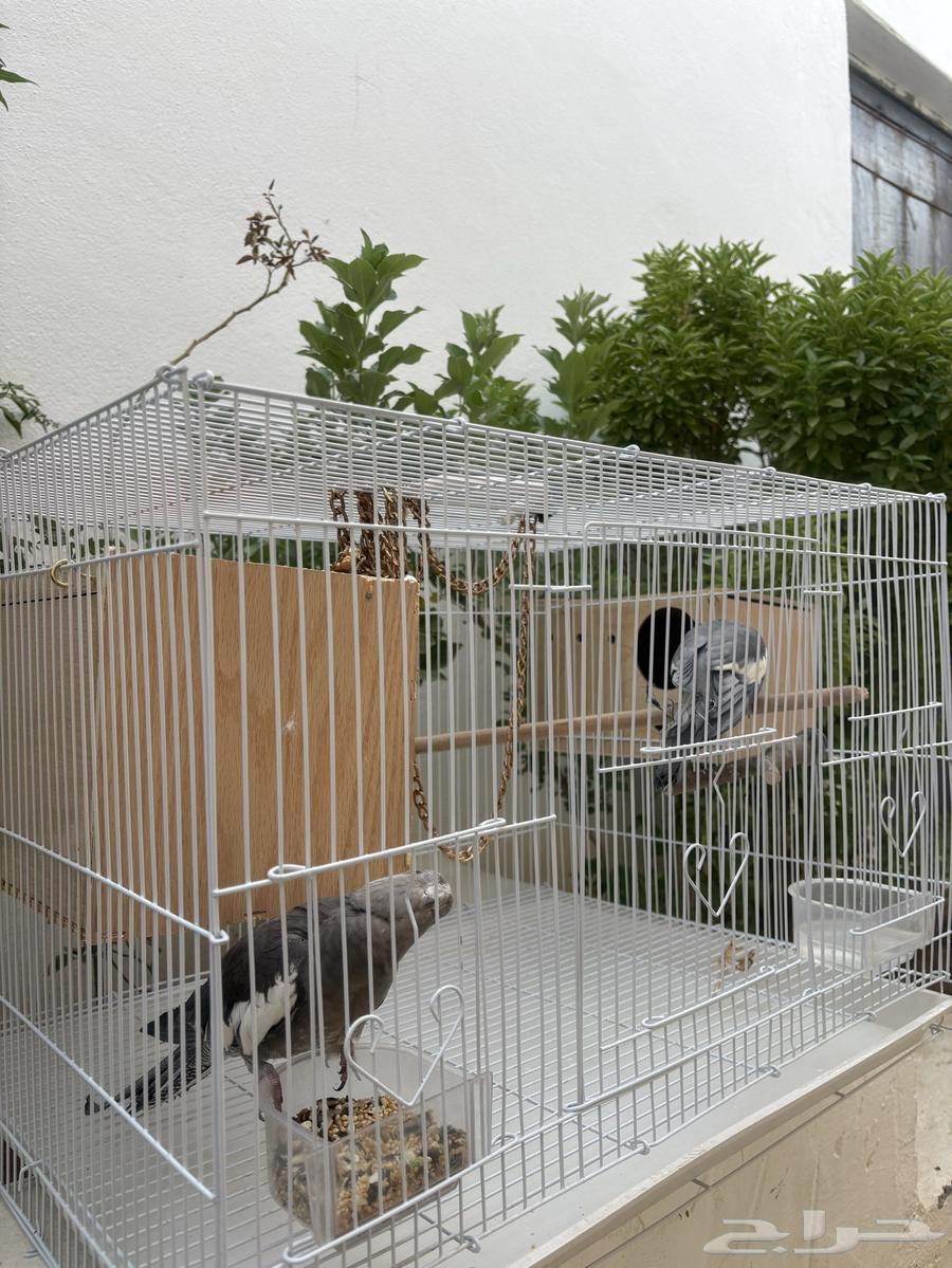 زوج كروان أليف منتج.64487636587907111