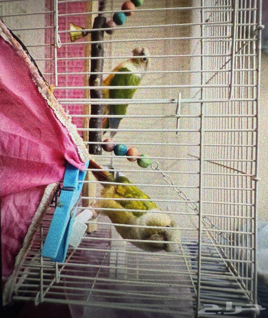 طيور كنيور للبيع64490796374274110