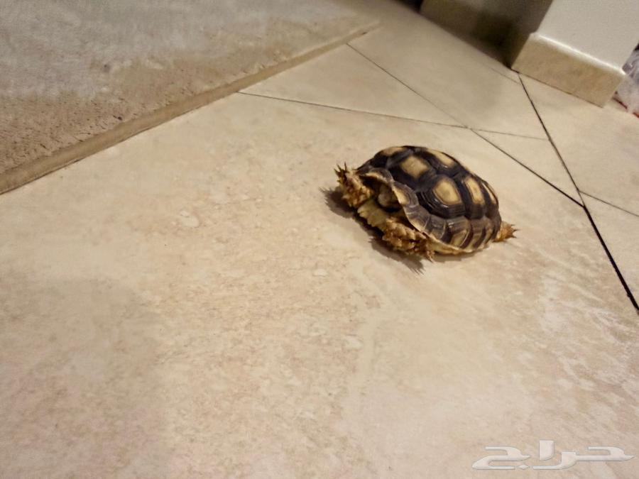 Chameleons and a Sulcata Tortoise64490966274690111