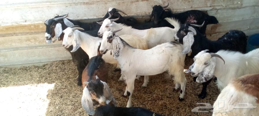 Goats with defects and irregularities, castrated young goats for sale64493948114051110
