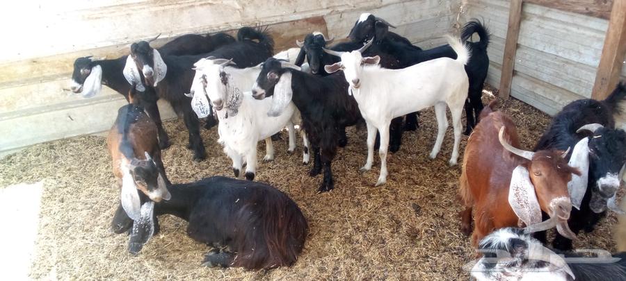 Goats with defects and irregularities, castrated young goats for sale64493948114051113