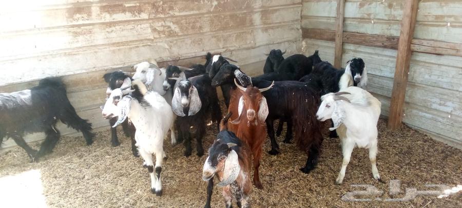 Goats with defects and irregularities, castrated young goats for sale64493948114051111