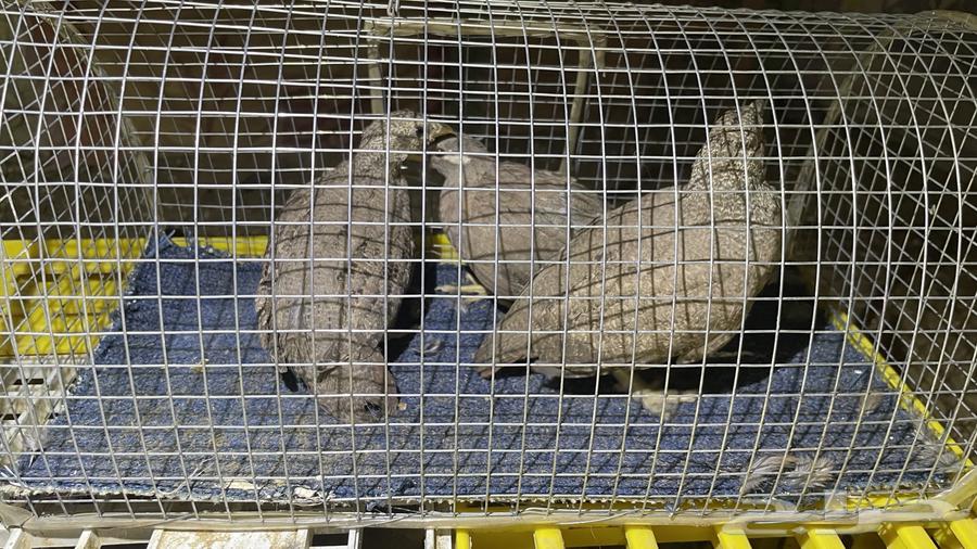 Desert Sand Partridge (Limited Quantity)64478059457921113