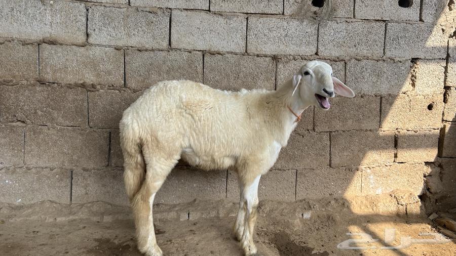 للبيع رخله64488146111105112