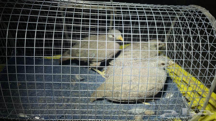 Desert Sand Partridge (Limited Quantity)64478059457921112