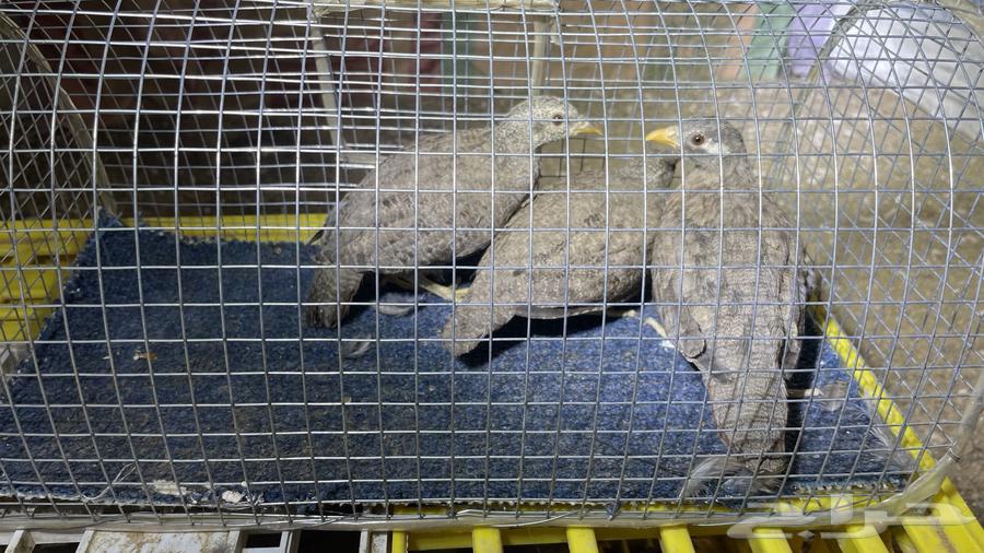 Desert Sand Partridge (Limited Quantity)64478059457921111