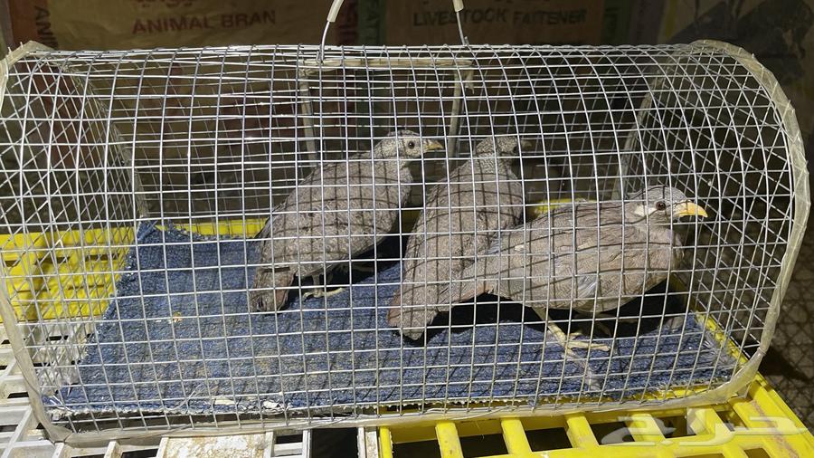 Desert Sand Partridge (Limited Quantity)64478059457921110