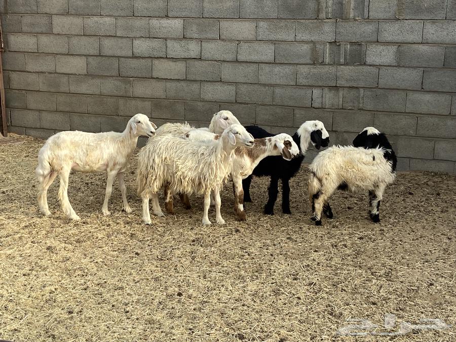 باقي اربع رخال بلديه64492284938498113